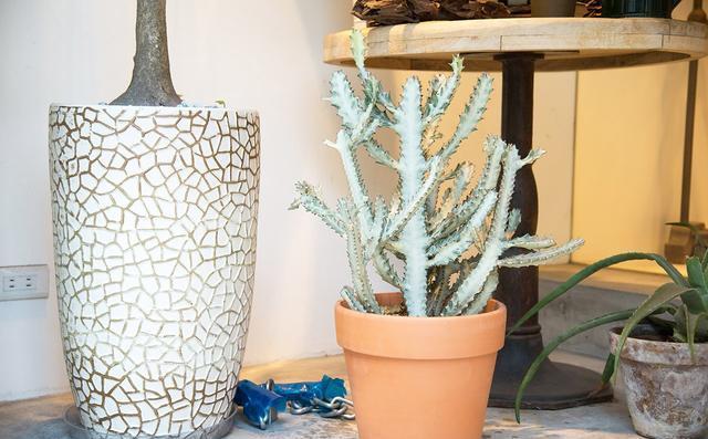 大戟科植物大全，霸气十足，成活率高