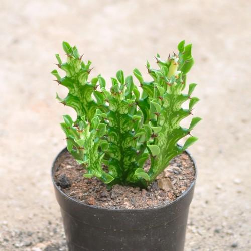 大戟科植物大全，霸气十足，成活率高