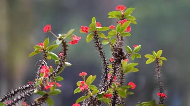 大戟科植物大全，霸气十足，成活率高