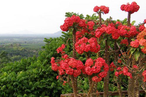 大戟科植物大全，霸气十足，成活率高