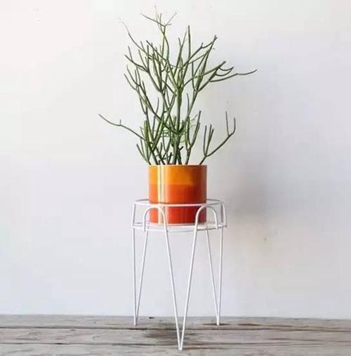 大戟科植物大全，霸气十足，成活率高