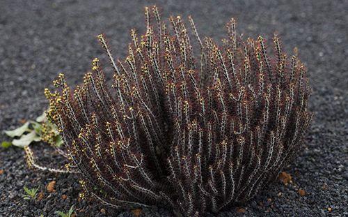 大戟科植物大全，霸气十足，成活率高