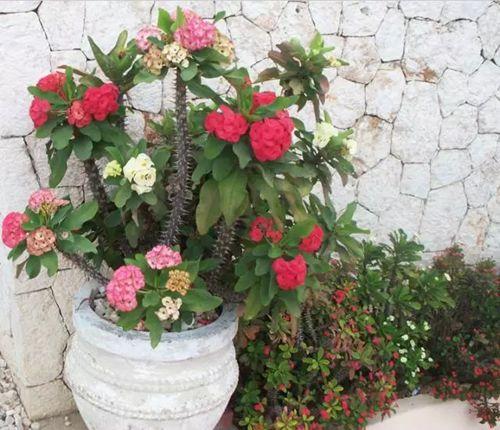 大戟科植物大全，霸气十足，成活率高