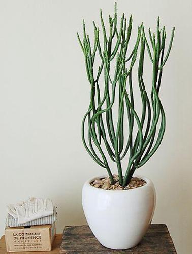 大戟科植物大全，霸气十足，成活率高