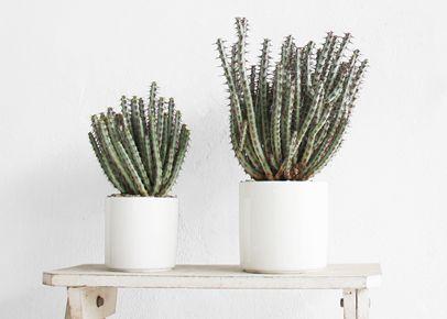 大戟科植物大全，霸气十足，成活率高