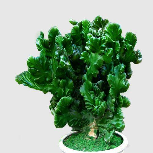 大戟科植物大全，霸气十足，成活率高