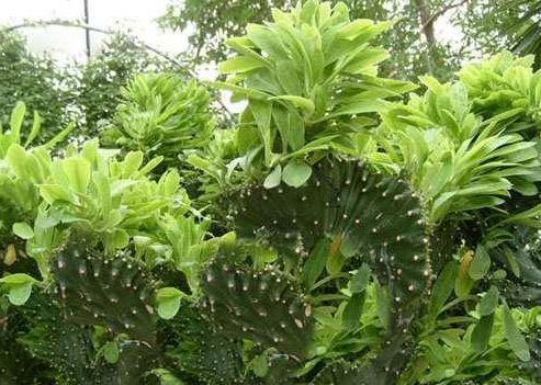 大戟科植物大全，霸气十足，成活率高