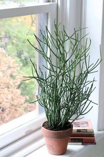 大戟科植物大全，霸气十足，成活率高