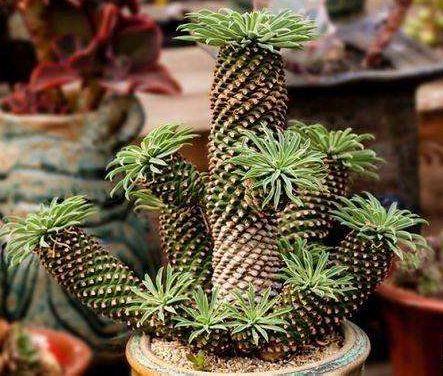 大戟科植物大全，霸气十足，成活率高