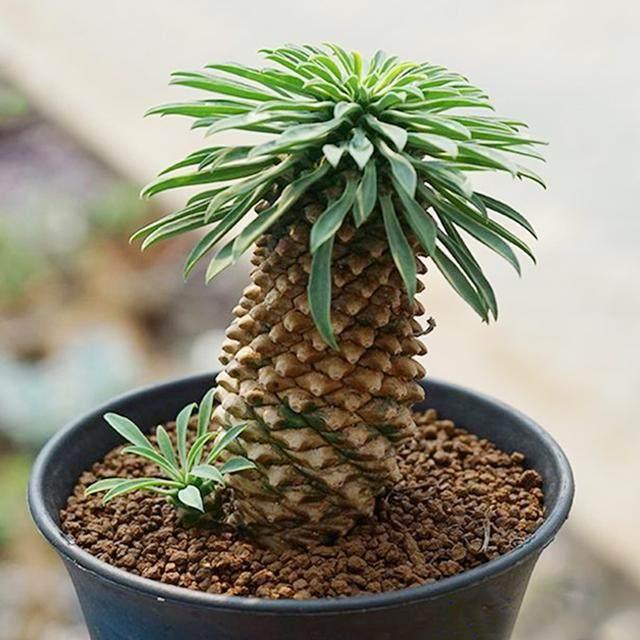 大戟科植物大全，霸气十足，成活率高