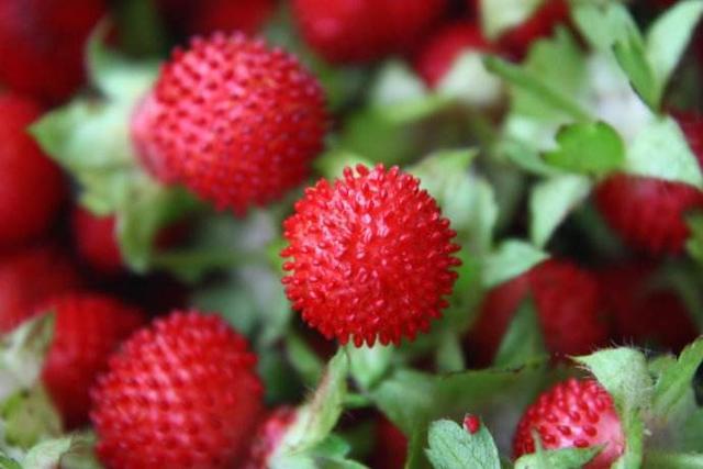 农村野花名称大全，农村常见的50种野花野草（农村哪些野花让你觉得很美）