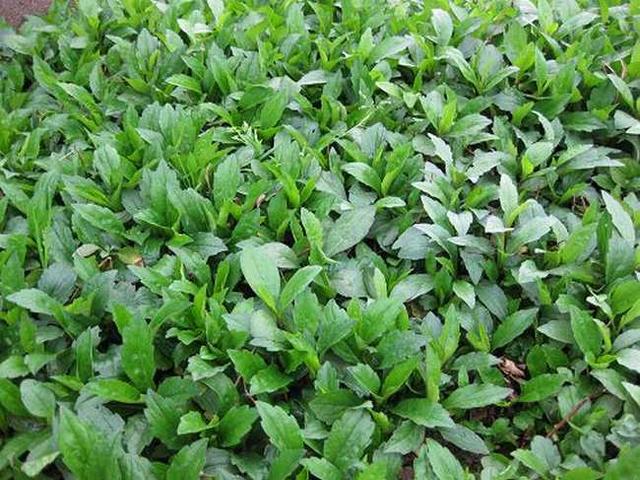 农村野花名称大全，农村常见的50种野花野草（农村哪些野花让你觉得很美）