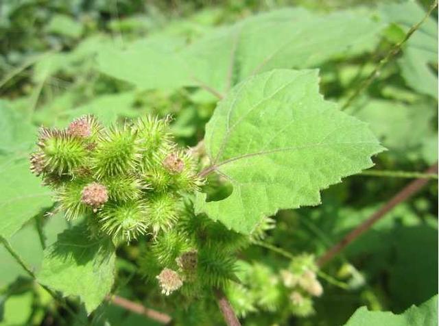 农村野花名称大全，农村常见的50种野花野草（农村哪些野花让你觉得很美）