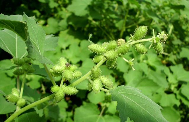 农村野花名称大全，农村常见的50种野花野草（农村哪些野花让你觉得很美）