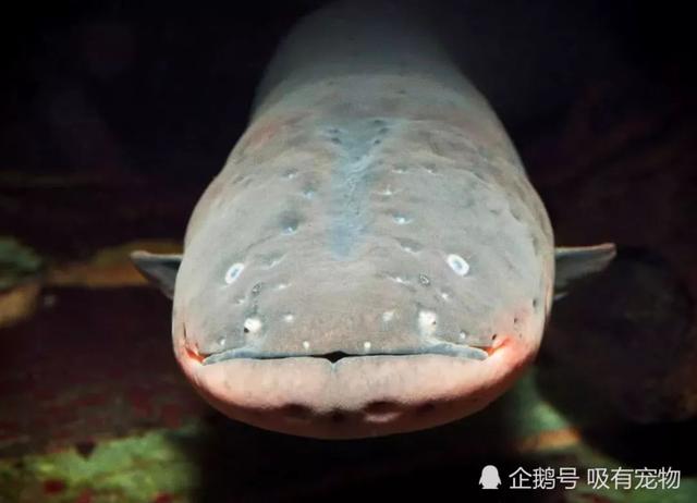 电鳗放电真实，老外亲自做了测试