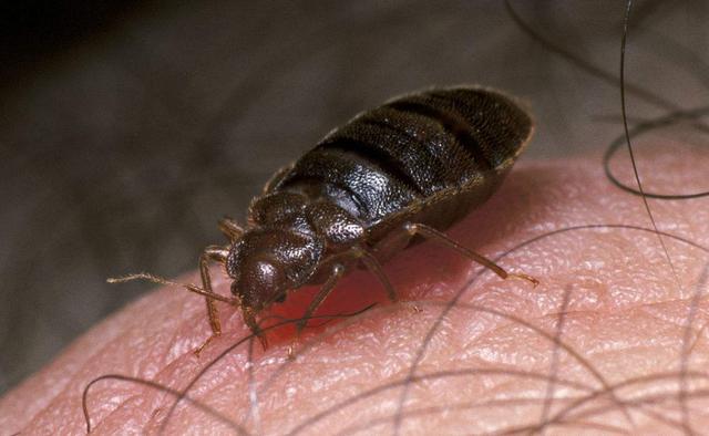 臭虫长得什么样子的，湖北十堰臭虫泛滥