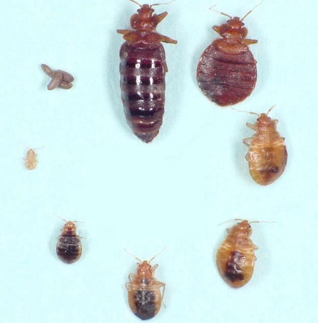 臭虫长得什么样子的，湖北十堰臭虫泛滥