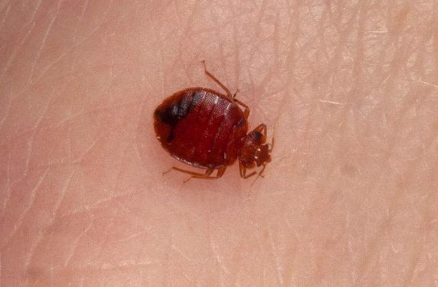 臭虫长得什么样子的，湖北十堰臭虫泛滥