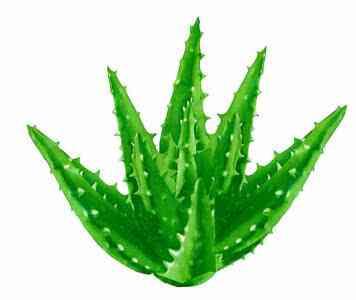 芦荟胶怎么使用，请问芦荟胶怎么使用