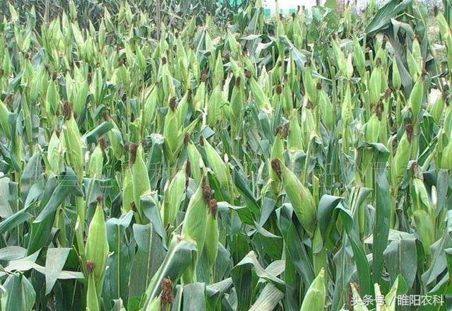 河南排名第一的玉米品种，十大高产玉米品种排名