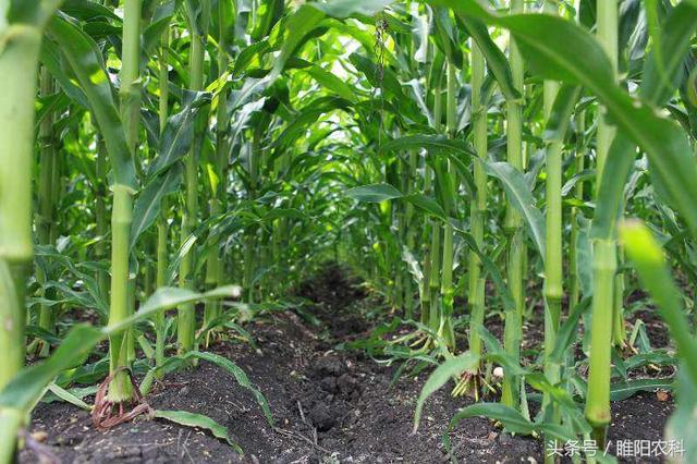 河南排名第一的玉米品种，十大高产玉米品种排名