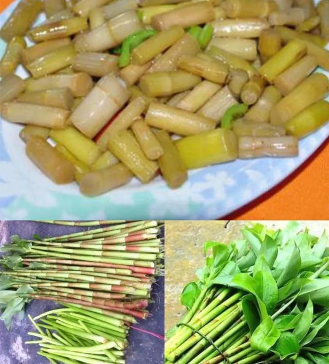 海南所有的野菜，海南山野间的野菜