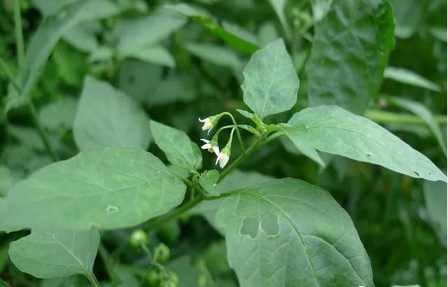 海南所有的野菜，海南山野间的野菜