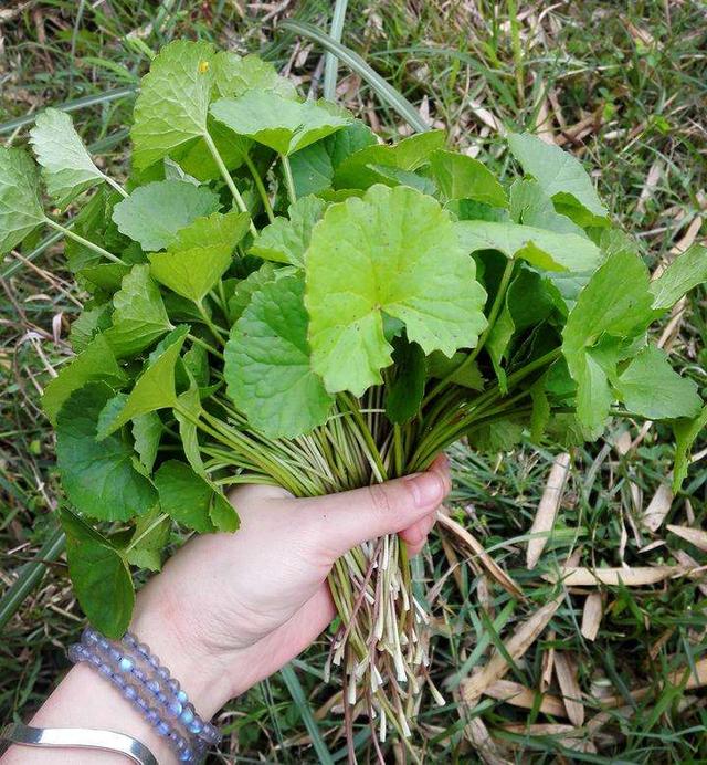 海南所有的野菜，海南山野间的野菜