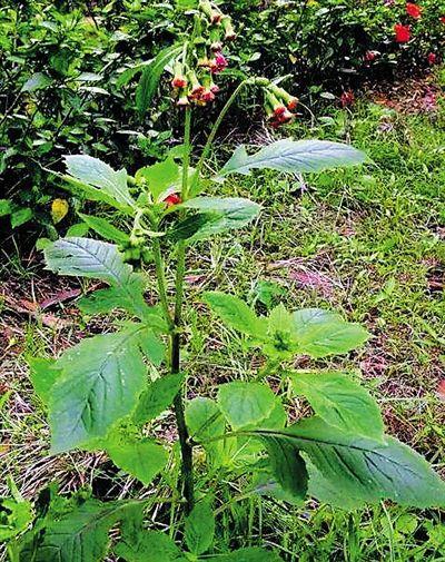 海南所有的野菜，海南山野间的野菜