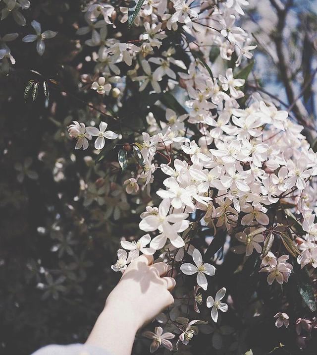 晚安短句180513：女孩子可以倒追，但千万不要倒贴