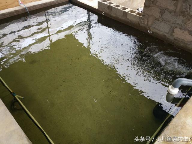 鱼池循环水过滤系统，鱼池过滤器水循环系统详细教程（鱼池循环水系统怎么做）