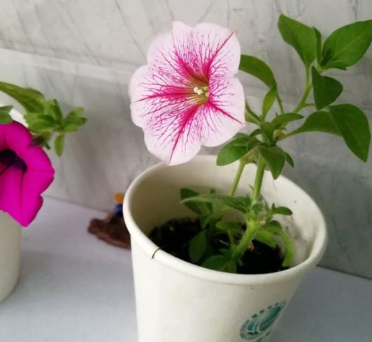 牵牛花什么时候开花，牵牛花要多久开花一次（花朵像小喇叭）