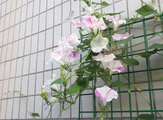 牵牛花什么时候开花，牵牛花要多久开花一次（花朵像小喇叭）