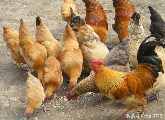 鸡如何预防绦虫病，养鸡有绦虫蛔虫