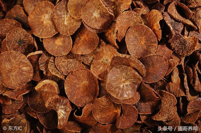 鸡如何预防绦虫病，养鸡有绦虫蛔虫