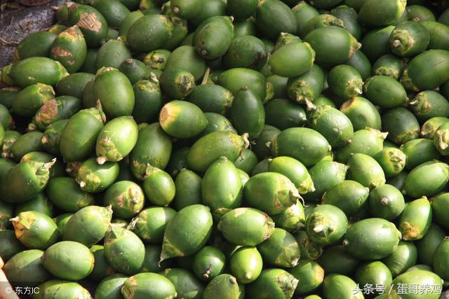 鸡如何预防绦虫病，养鸡有绦虫蛔虫