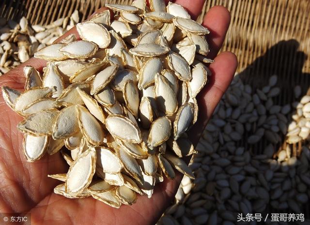 鸡如何预防绦虫病，养鸡有绦虫蛔虫