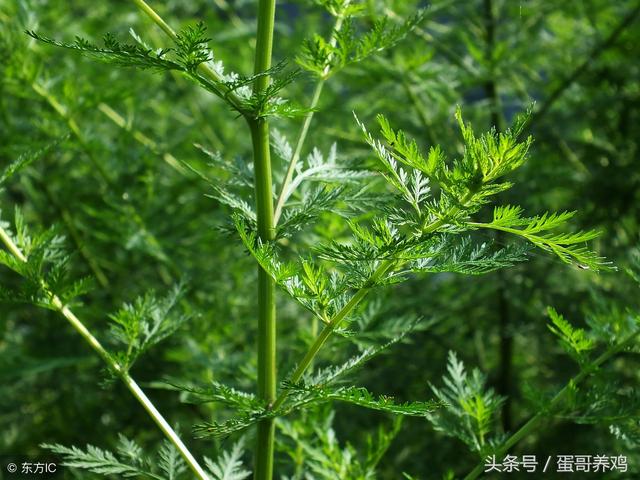 鸡如何预防绦虫病，养鸡有绦虫蛔虫