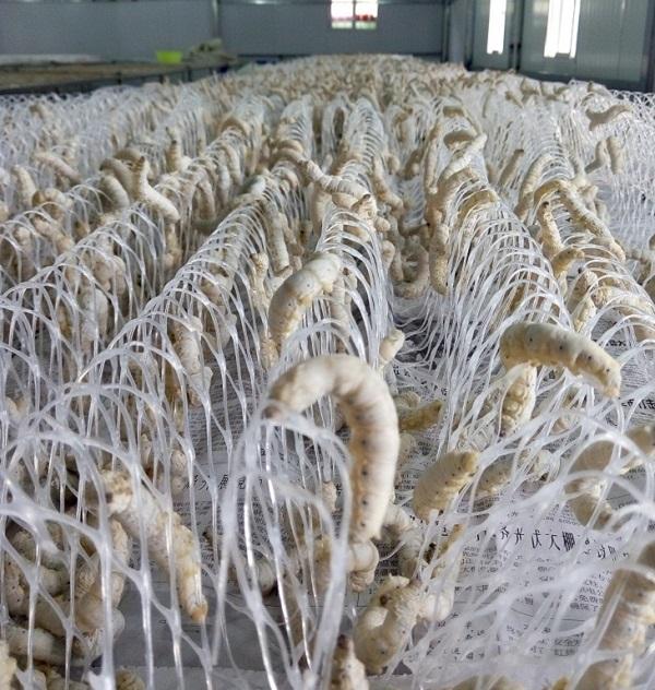 桑蚕的养殖过程，桑蚕养殖必备的技术要点