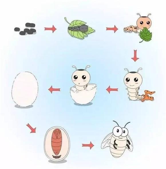 桑蚕的养殖过程，桑蚕养殖必备的技术要点