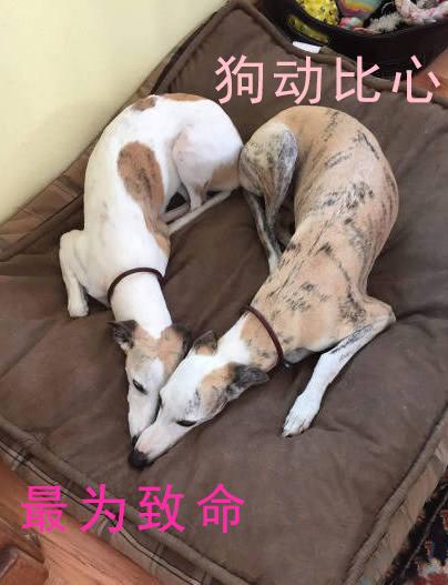 因为爱情却毁了整个国家，魔兽世界七年老玩家的悲伤