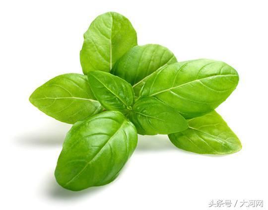 河南特产荆芥菜，荆芥罗勒河南人爱吃的这样菜到底是啥