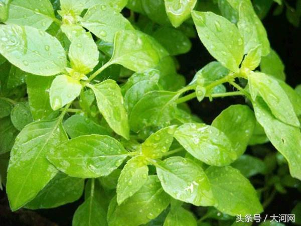 河南特产荆芥菜，荆芥罗勒河南人爱吃的这样菜到底是啥