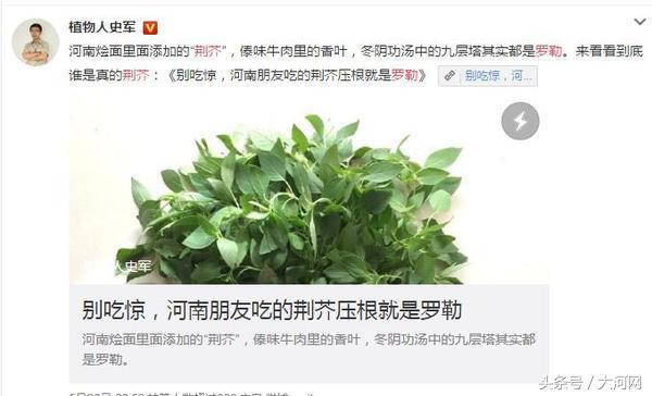 河南特产荆芥菜，荆芥罗勒河南人爱吃的这样菜到底是啥