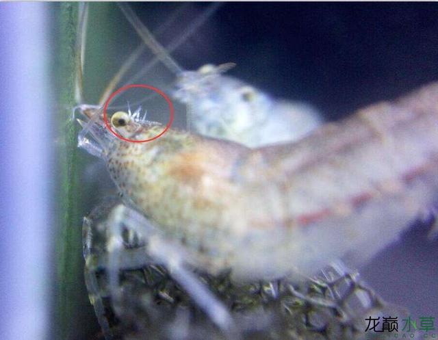 黑壳虾一般吃什么，你了解你的黑壳虾吗