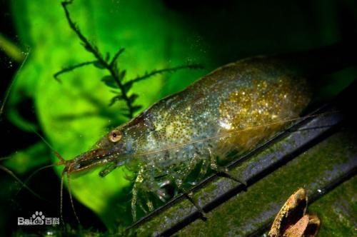 黑壳虾一般吃什么，你了解你的黑壳虾吗