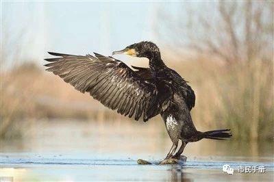 最近国内濒危动物，濒危物种有哪些