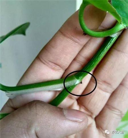 扦插绿萝最好的方法，绿萝扦插小技巧