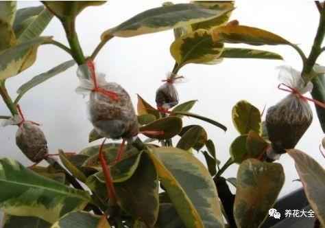 扦插绿萝最好的方法，绿萝扦插小技巧