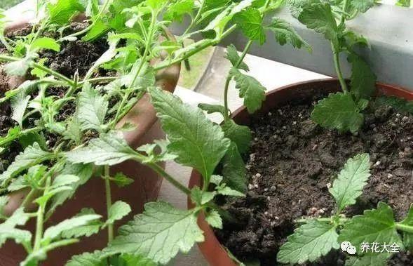 扦插绿萝最好的方法，绿萝扦插小技巧